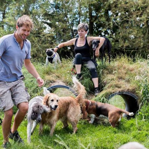 Dog Stroll Day Care Team