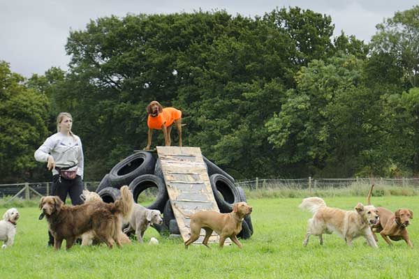 dog day care activities london